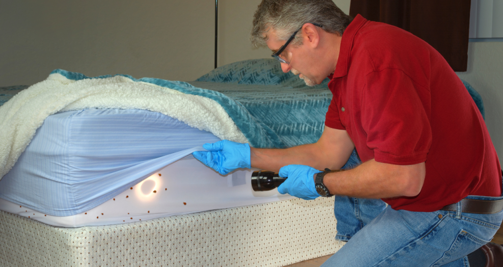 Can A New Mattress Have Bed Bugs