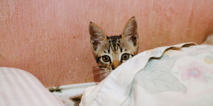 Can Cats Pop Air Mattresses