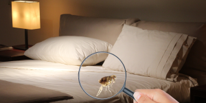 Can Fleas Live in a Mattress